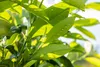 Prunus laurocerasus 'Novita', Kirschlorbeer, immergrün, Produktbild-Vorschau 5