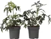 Sureau noir - Set de 2 - Sambucus nigra 'Black Lace' - Voir les images du produit 1