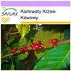SAFLAX - Karłowaty Krzew Kawowy - 8 Nasiona - Coffea Podgląd zdjęcia produktu 9