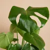 Bloomique - Monstera Deliciosa - Plante-gruyère- Plante Voir les images du produit 3