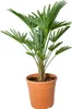 Bloomique - Trachycarpus Wagnerianus - Palma wachlarzowata Podgląd zdjęcia produktu 1