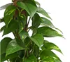 Dehner Efeutute, an Moosstab gebunden, ca. 50-60 cm, Ø Topf Produktbild-Vorschau 2