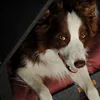 Rexproduct - Buda dla psa PetHome z powierzchnią do leżenia Podgląd zdjęcia produktu 3
