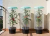 KHW-Tomatenhut inklusiv Stab und Schutzfolien. Anzuchthilfe Produktbild-Vorschau 9