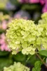 Hydrangea paniculata 'Little Lime', Rispenhortensie, Produktbild-Vorschau 13