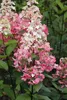 Rispenhortensie, rote Blüten, Hydrangea paniculata‘Wim’s Produktbild-Vorschau 2