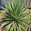 Semena Agave Angustifolia Variegata - balení 5 ks - Náhled obrázku produktu 6