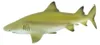 Safari Ltd Lemon Shark Figur Gelb From 3 Years Gelb From 3 Produktbild-Vorschau 3