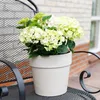 Green boutiQ - Balkonpflanze - Hortensie - Hydrangea Produktbild-Vorschau 6