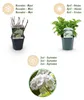 GreenboutiQ - Hortensie - Hydrangea macrophylla Blau - Produktbild-Vorschau 5