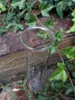 Verre de rechange pour pluviomètre, petit Voir les images du produit 2