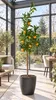 Arancio Vaniglia 100–120 cm – Vanilleorange (Citrus Podgląd zdjęcia produktu 3