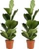 Bloomique - 2er Set - Ficus Lyrata - Geigenfeige - Produktbild-Vorschau 1