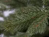 A close-up of a green fir tree branch with water droplets. Produktbild-Vorschau