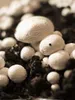 PLANTO Sada pro domácí pěstování Žampión bílý 3 l (Agaricus Náhled obrázku produktu 13