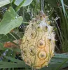 Kiwano (Cucumis metuliferus)  – 10 sztuk Podgląd zdjęcia produktu 2