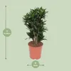 Drzewo smocze Dracaena Compacta Ø24 cm ↕80 cm Roślina Podgląd zdjęcia produktu 2