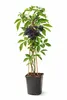 Holunder Haschberg 50–70 cm – Schwarzer Holunder (Sambucus Produktbild-Vorschau 1