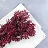 Ruscus Stabilisierte - (Ruscus) - Kirschrot Produktbild-Vorschau 5