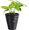 A potted plant in a black planter. Voir les images du produit