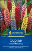 Kiepenkerl Lupinensamen Russel 20 Pflanzen Produktbild-Vorschau 3