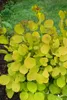 Cotinus coggygria 'Golden Spirit', Perückenstrauch, Produktbild-Vorschau 4