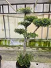Olivenbaum Formschnitt Olea europea Pon Pon winterhart Produktbild-Vorschau 4