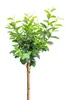Poirier de roche Amelanchier lamarckii - Rainbow Pillar - Voir les images du produit 1