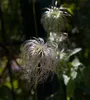 Clematis vitalba, Waldrebe, 40–60 cm, schnellwachsend Produktbild-Vorschau 2