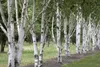 Betula utilis, Himalaya-Birke, 100–150 cm Produktbild-Vorschau 1