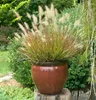 Stauden Gänge 1 x Pennisetum alopecuroides 'Burgundy Bunny' Produktbild-Vorschau 2