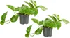2er Set - Scindapsus Aureum - Efeutute - Hängepflanze - Produktbild-Vorschau 1