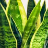 Green boutiQ - Zimmerpflanzen - Sansevieria Laurentii - Produktbild-Vorschau 4