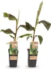 Green boutiQ - Obstpflanze - Musa Ever Red - Bananenbaum - Produktbild-Vorschau 2