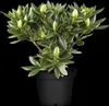Rhododendron 'Goldflimmer', immergrün, gelb-grün Produktbild-Vorschau 3