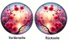 GKA XL Sonnenfänger Kirschblüten 20 cm Buntglas Lichtfänger Produktbild-Vorschau 4