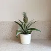 Ananaspflanze - Ananas comosus 'Mi Amigo' - Höhe 35-45cm - Produktbild-Vorschau 5