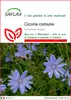 SAFLAX  - Cicoria comune - 250 semi - Cichorium Anteprima dell’immagine prodotto 1