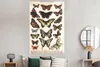 MuchoWow® Poster Schmetterlinge - Antiquitäten - Insekten - Produktbild-Vorschau 4