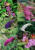 Sommerflieder Buddleja davidii Schmetterlingsstrauch im P9 Produktbild-Vorschau 1