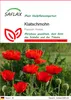 SAFLAX  - Klatschmohn - Papaver rhoeas - 27000 Samen Produktbild-Vorschau 1