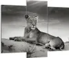 Bild auf Leinwand - Leinwandbild - Tierwelt weiblich katze Produktbild-Vorschau 1