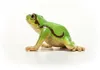 Wild Life Europäischer Laubfrosch Produktbild-Vorschau 5