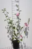 Lavatera hybr. 'Rosea' - Boemerangmalve, 25-30 cm - In pot Productafbeelding-voorbeeld 1