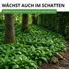 Bärlauch Waldknoblauch Samen - Allium ursinum - Produktbild-Vorschau 5
