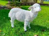 Schaf weisse Gartenfigur 37 cm x 32 cm schöne Figur für Produktbild-Vorschau 2