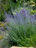 Perovskia atriplicifolia 'Little Spire', Blauraute, Produktbild-Vorschau 3