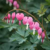 3x Dicentra spectabilis Tränendes Herz Pflanzen, Produktbild-Vorschau 4