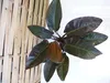 [Palmenlager] XXL Philodendron Imperial Red Beauty 90 cm - Produktbild-Vorschau 3