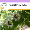 SAFLAX - mučenka - Passiflora edulis - 40 Semena Náhled obrázku produktu 8